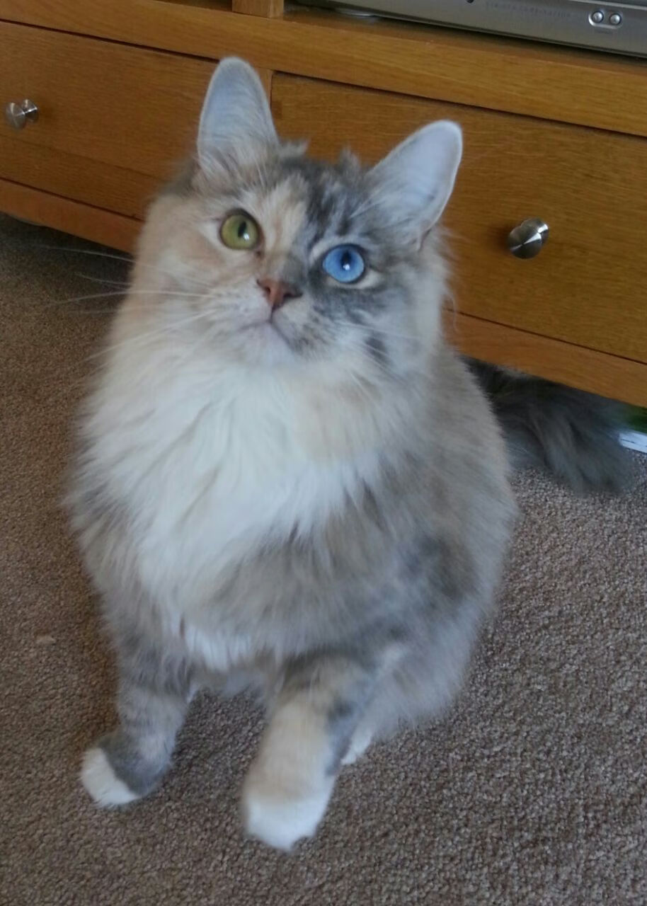 数字经济带动篮球产业链多元化发展,推动行业转型升级,篮球产业链结构图