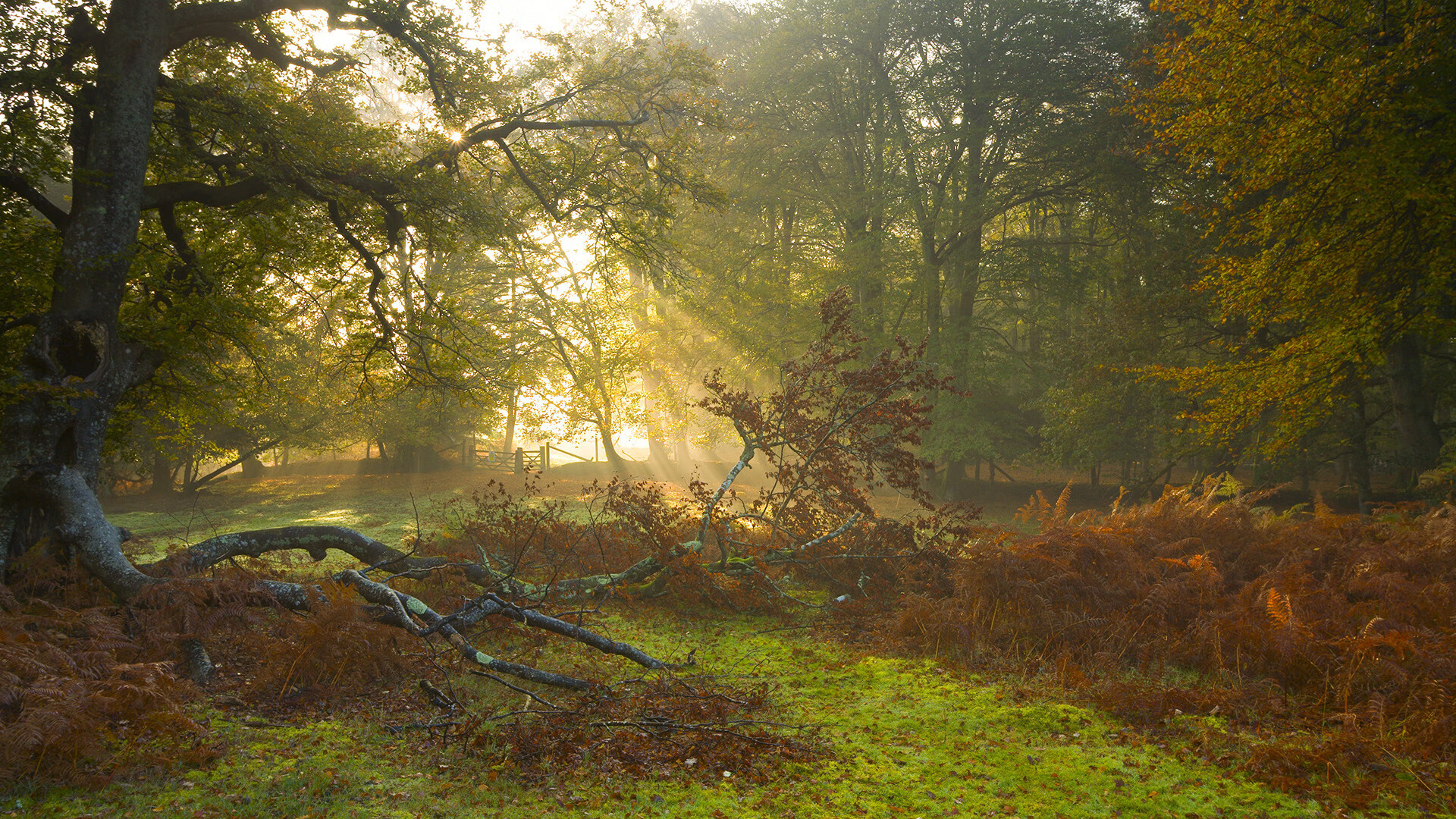 数字经济带动篮球产业链多元化发展,推动行业转型升级,篮球产业链结构图